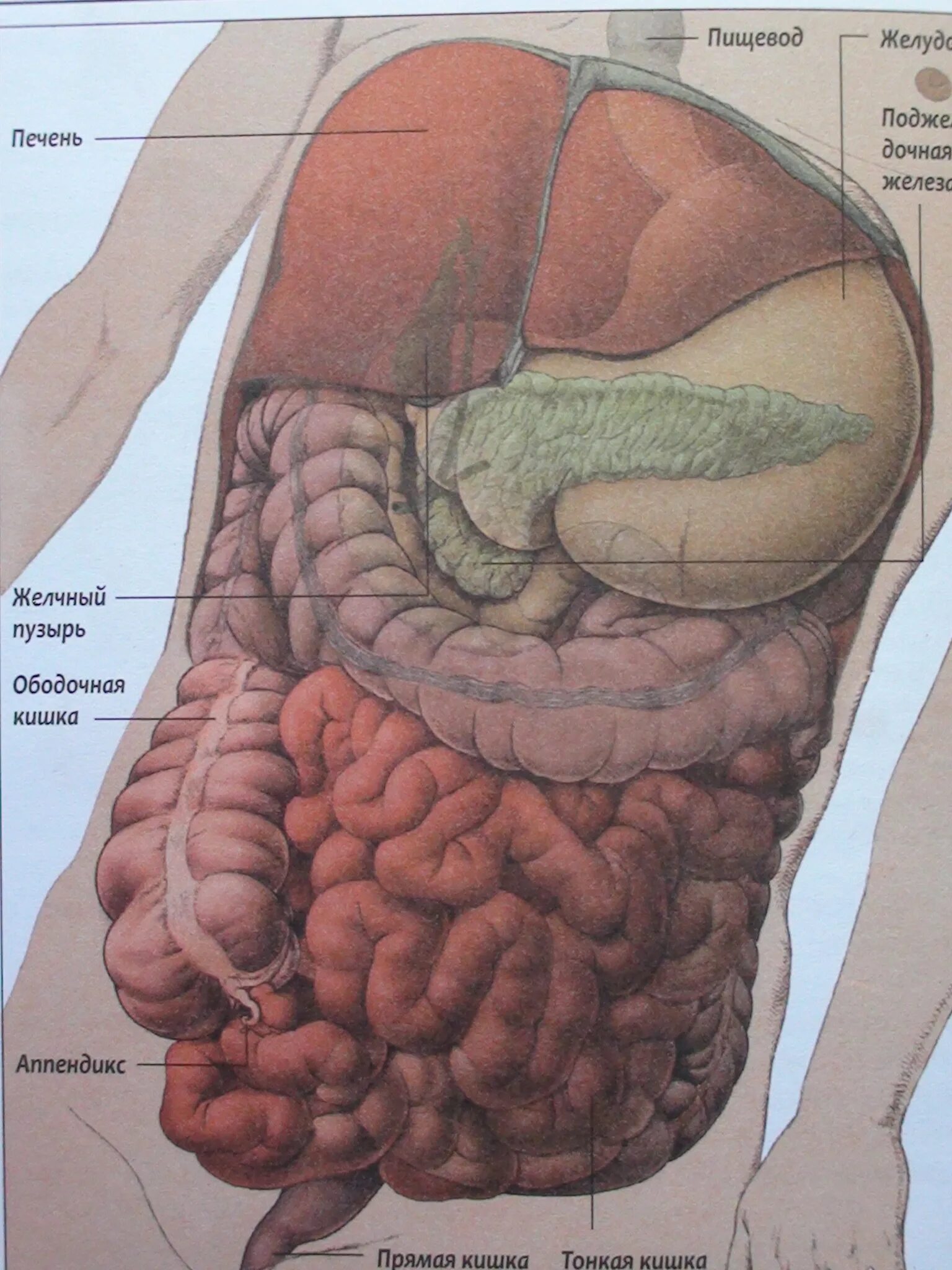 Расположение кишок у человека схема Где находится брюшная полость у человека: найдено 84 изображений