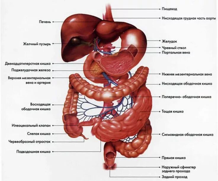 Расположение кишок у человека схема Как Расположены Внутренние Органы? Анатомия Человека + Картинки Анатомия, Полост