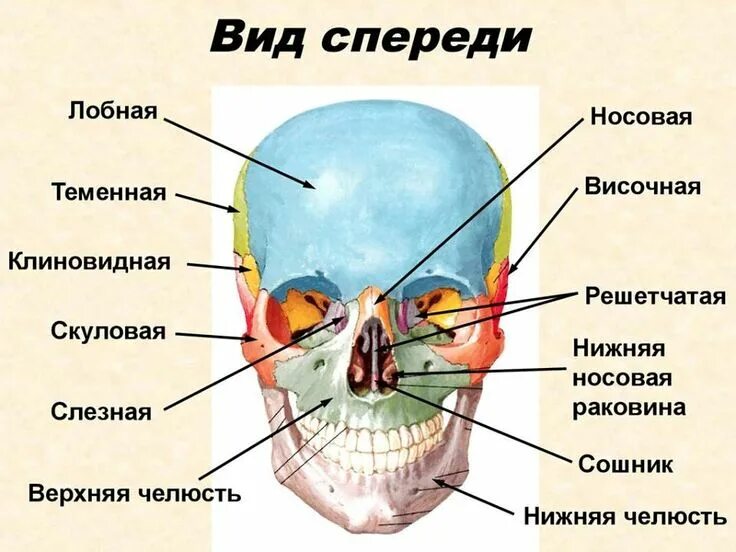 Расположение костей черепа схема Пин на доске Наброски Научные уроки, Научные плакаты, Медицинские цитаты