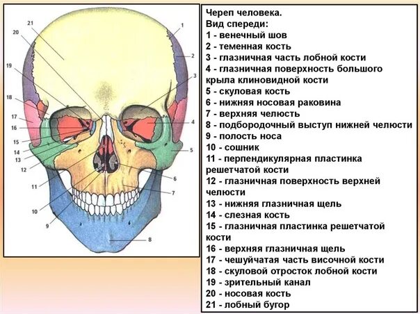 Расположение костей черепа схема При работе методом Витапластика, прорабатываются все кости черепа. Фотография из