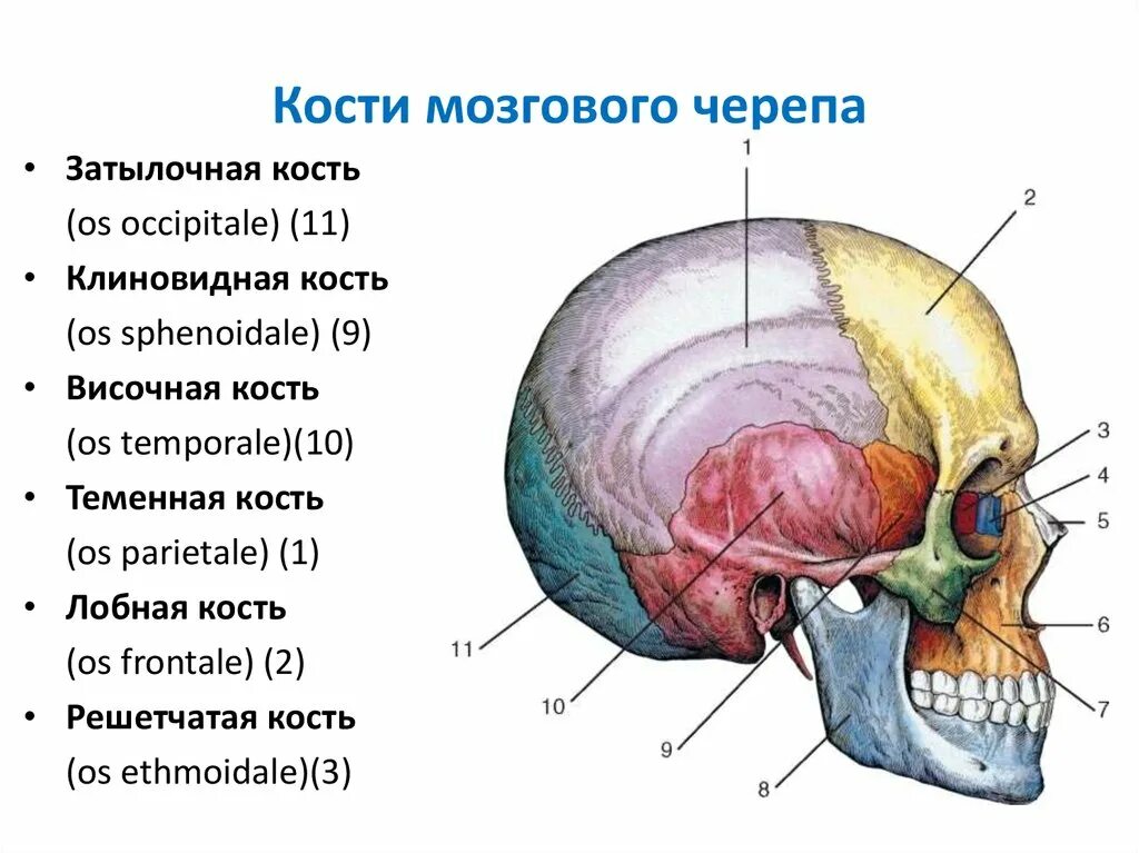 Расположение костей черепа схема Картинки НАЗОВИТЕ КОСТИ МОЗГОВОГО ЧЕРЕПА