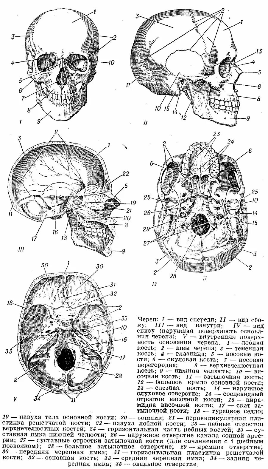 Расположение костей черепа схема Череп, Черепномозговые нервы. Популярная медицинская энциклопедия,1961. Проект "