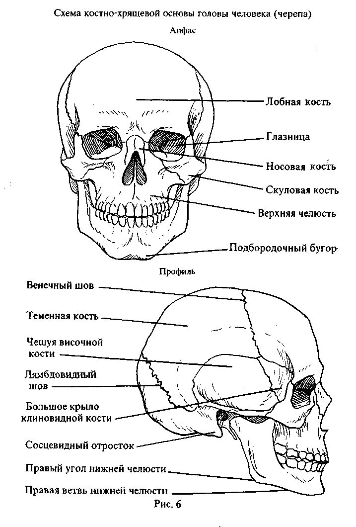 Расположение костей черепа схема I. Правила словесного описания внешнего облика человека