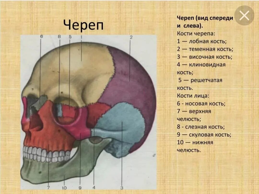 Расположение костей черепа схема Картинки 1 ФУНКЦИИ ЧЕРЕПА