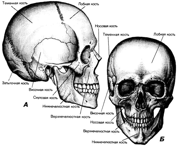 Расположение костей черепа схема 2. Череп