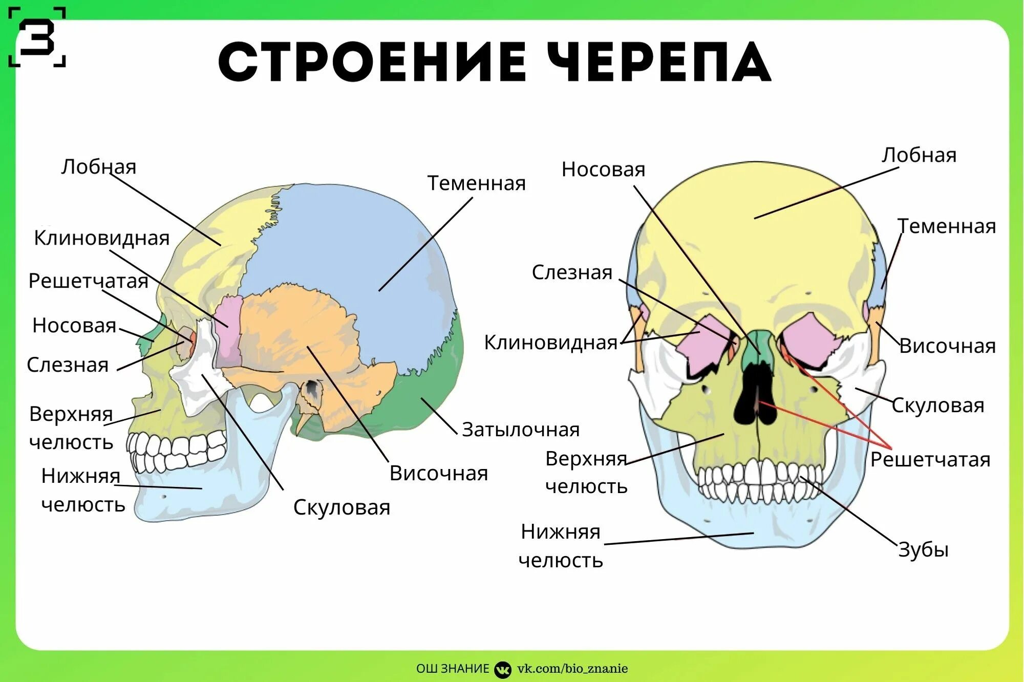 Расположение костей черепа схема Пин от пользователя Виктория на доске Обучение Обучение