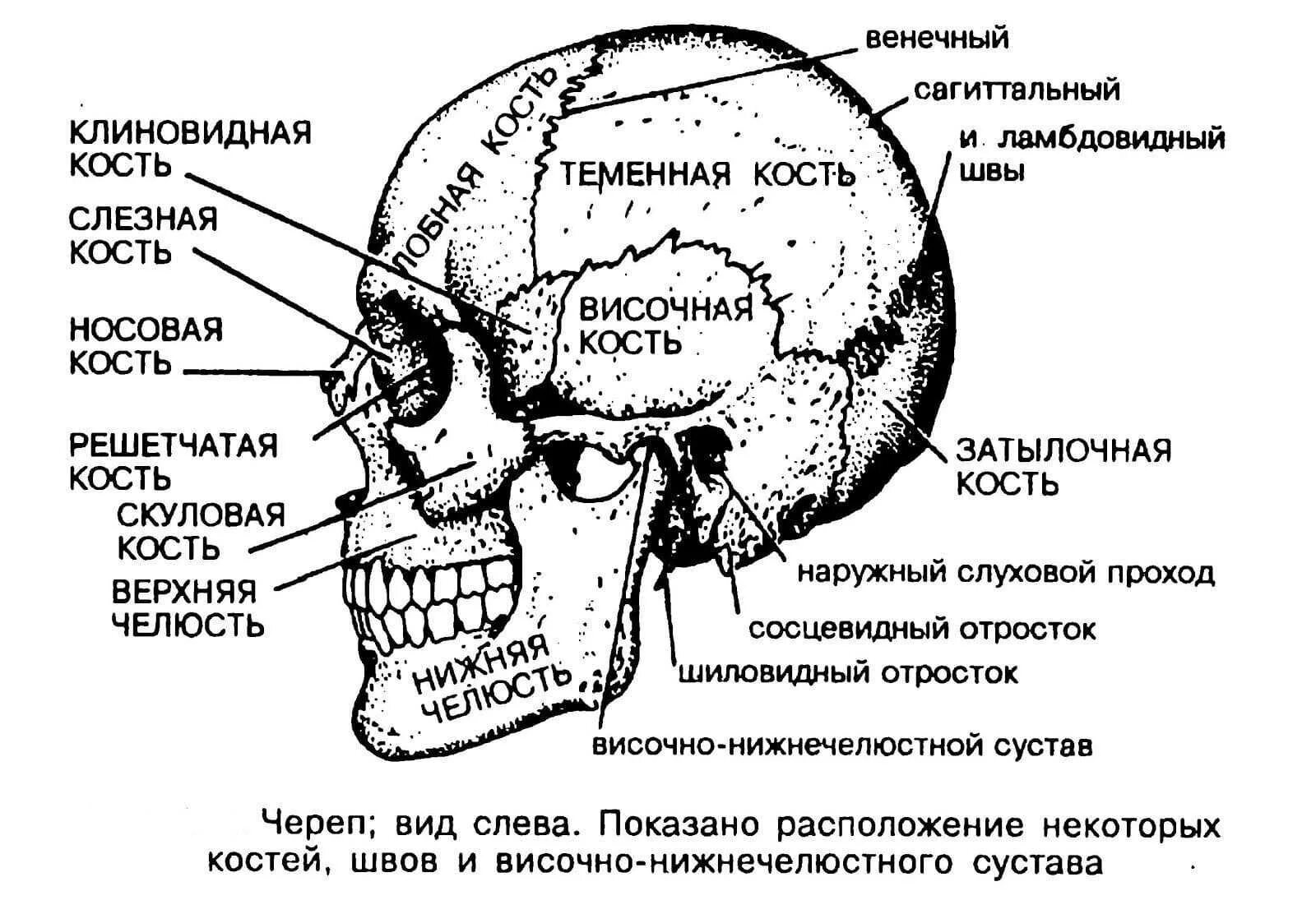 Расположение костей черепа схема Картинки КОСТИ ЧЕРЕПА РАСПОЛОЖЕНИЕ