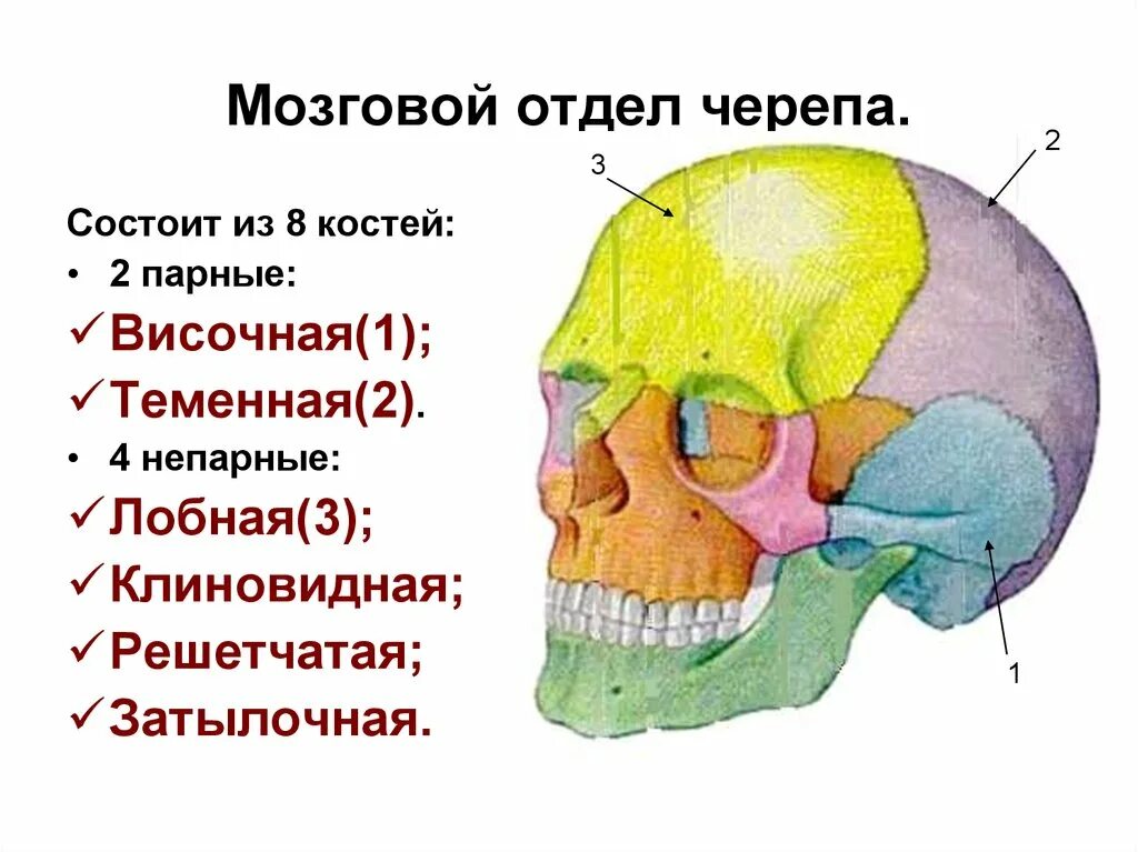 Расположение костей черепа схема Особенности кости мозгового отдела черепа