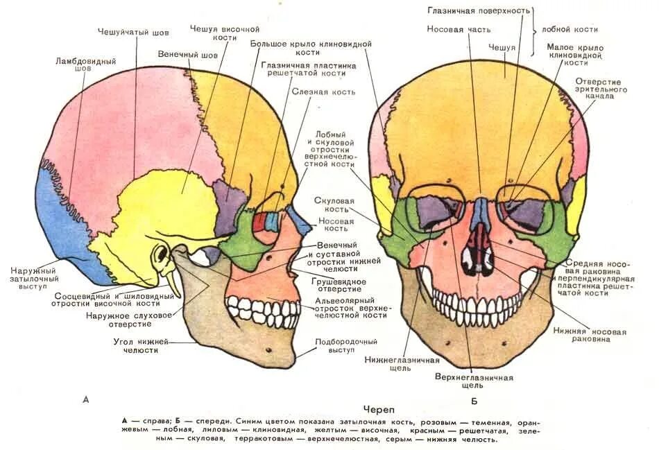 Расположение костей черепа схема Лицевой отдел черепа состоит