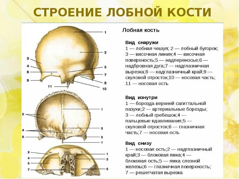 Расположение костей черепа схема Скелет головы. Кости мозгового и лицевого отдела черепа