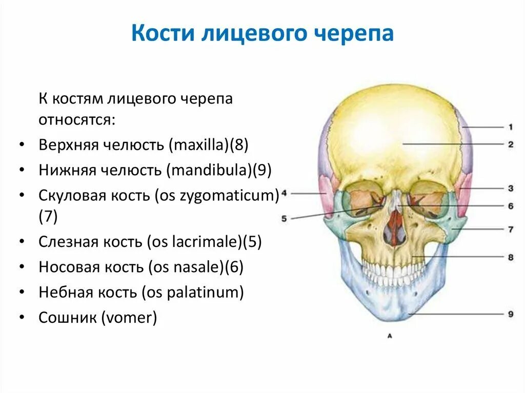 Расположение костей черепа схема Примеры костей черепа