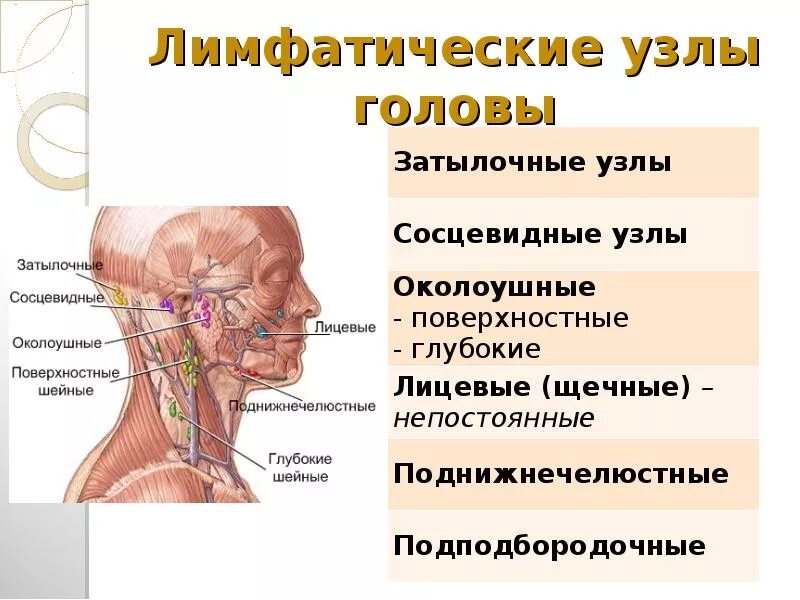 Расположение лимфоузлов на шее человека схема Лимфоузлы на голове расположение у взрослого