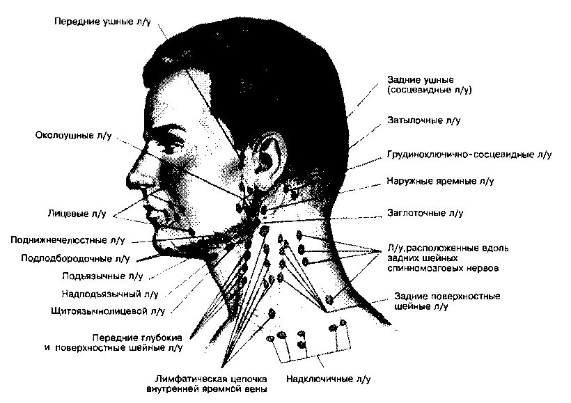 Расположение лимфоузлов на шее человека схема Лимфатические узлы - Секреты клинической диагностики - Медицинская учебная литер