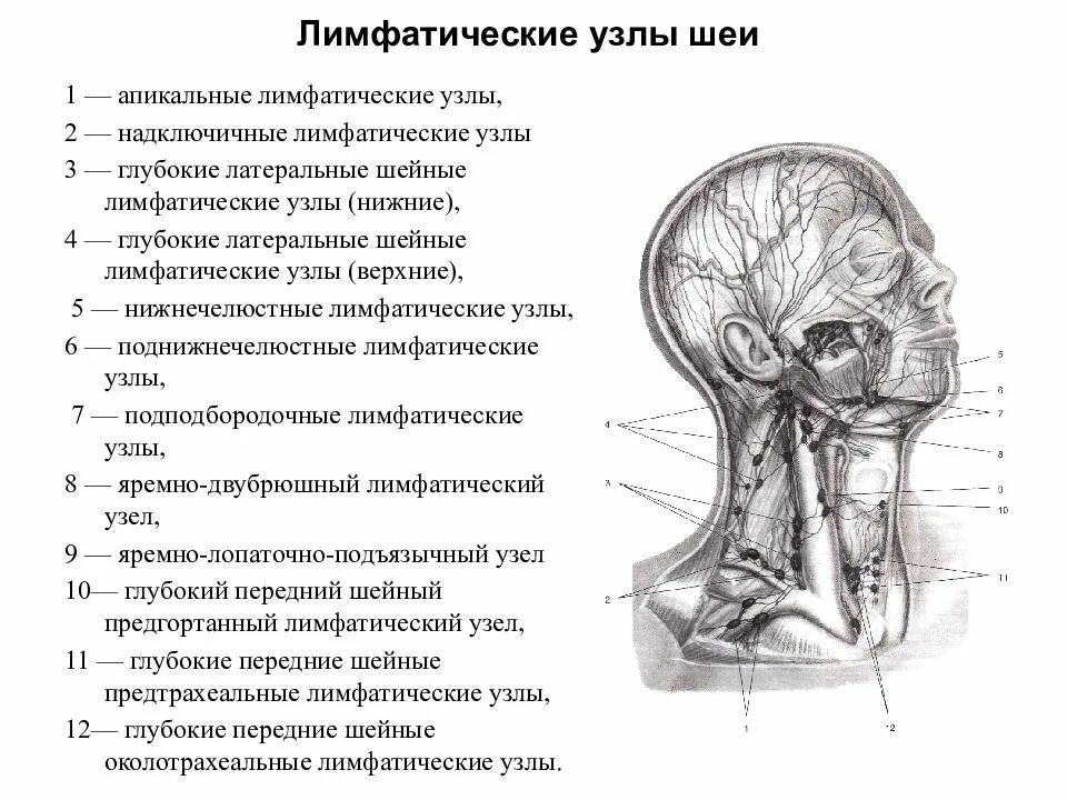 Расположение лимфоузлов на шее человека схема Шейные лимфоузлы кт схема