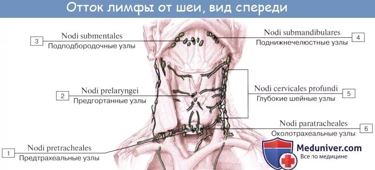 Расположение лимфоузлов на шее человека схема Анатомия: Лимфатические узлы и сосуды шеи. Топография, строение, расположение ли