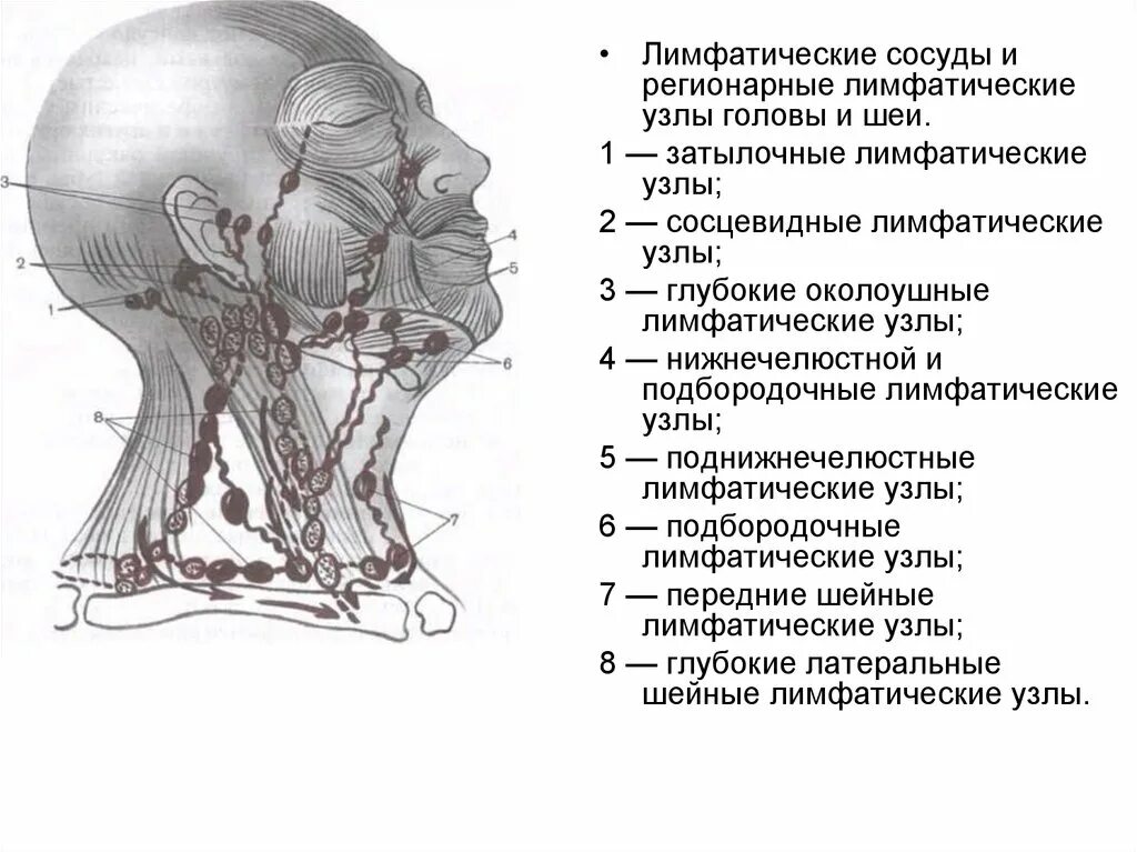 Расположение лимфоузлов на шее человека схема Лимфоузлы на шее расположение: найдено 78 изображений