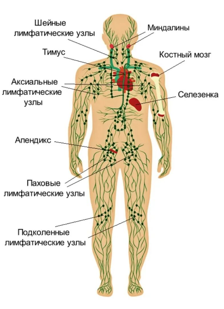 Расположение лимфоузлов на шее человека схема Картинки ПРОХОДЯ ЧЕРЕЗ ЛИМФАТИЧЕСКИЕ УЗЛЫ