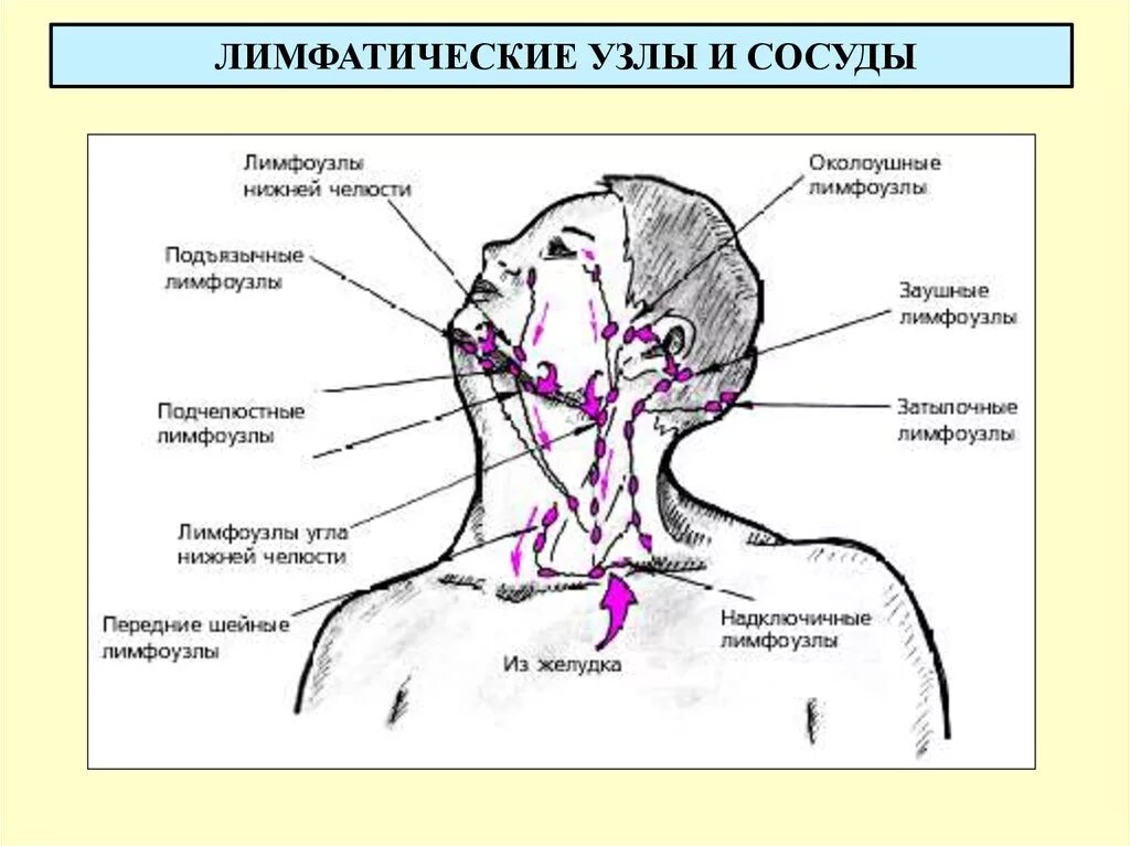 Расположение лимфоузлов на шее человека схема Твердые лимфатические узлы