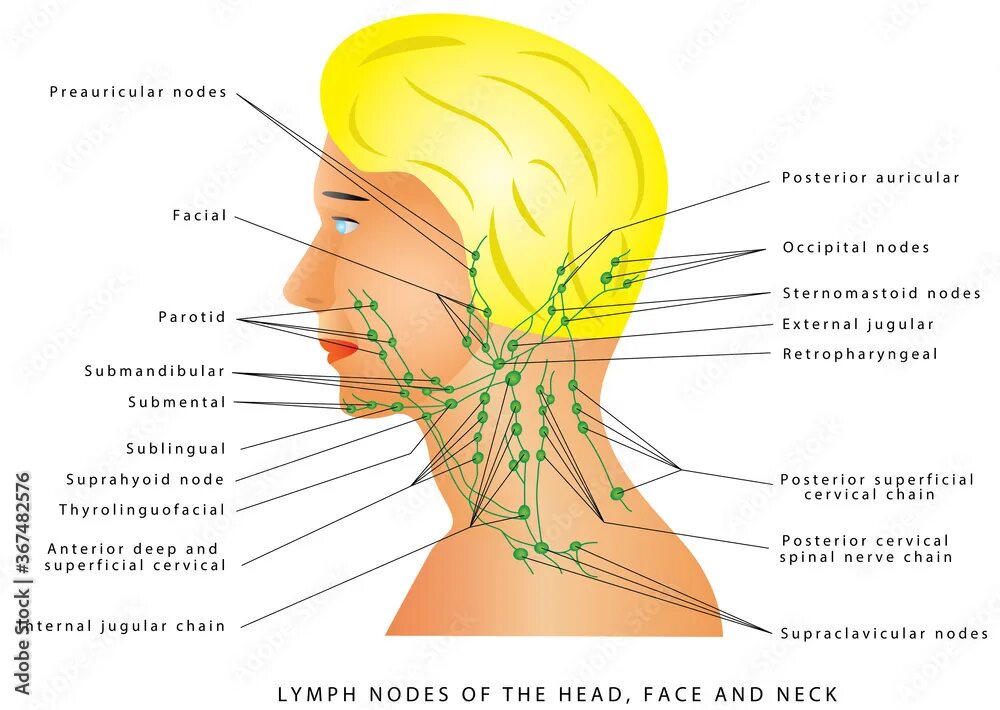 Расположение лимфоузлов на шее человека схема Lymphatic drainage. Lymph nodes of the head, face and neck. Retro pharyngeal lym