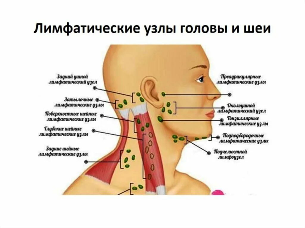 Расположение лимфоузлов на шее человека схема Шишка на шее: причины, симптомы и лечение увеличенных лимфоузлов best-facebook.r