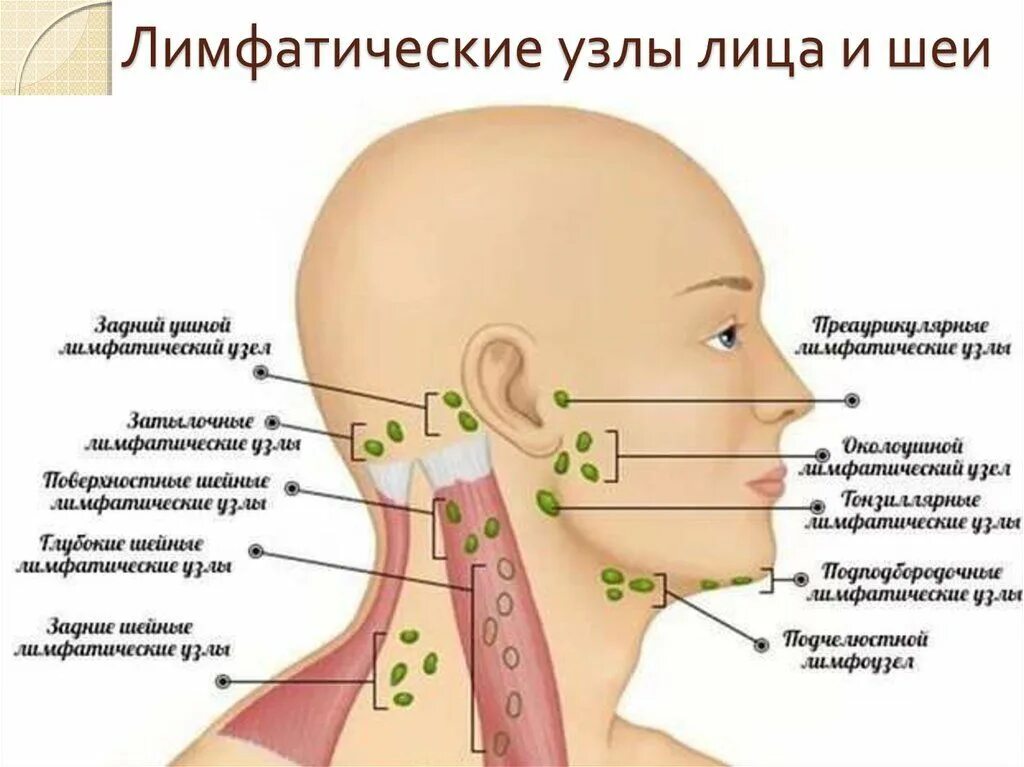 Расположение лимфоузлов на шее человека схема Pin on Косметология