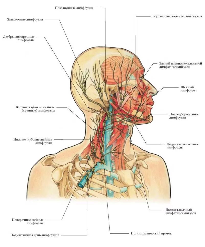 Расположение лимфоузлов на шее человека схема ГОЛОВА И ШЕЯ - ЛИМФАТИЧЕСКАЯ СИСТЕМА - БОЛЬШОЙ АТЛАС АНАТОМИИ ЧЕЛОВЕКА - 2013