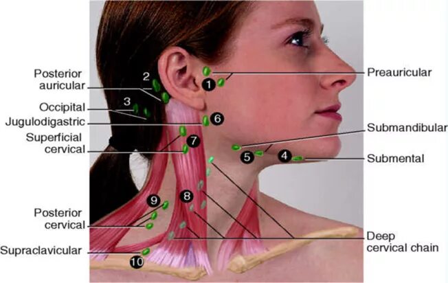 Расположение лимфоузлов на шее человека схема Neck Lymph Node Locations Lymph massage, Lymph glands, Lymph nodes