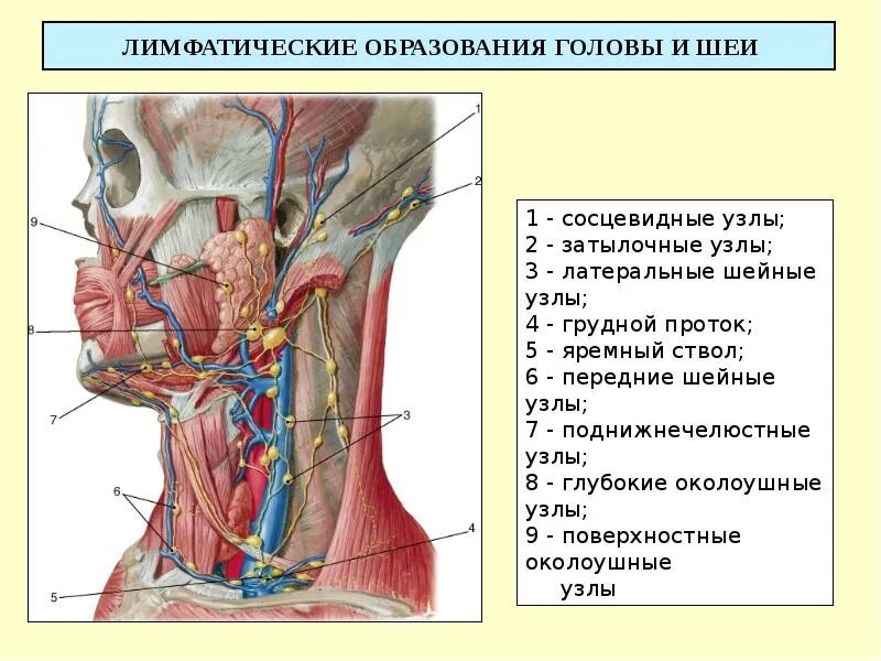 Расположение лимфоузлов на шее человека схема ЛИМФАТИЧЕСКАЯ СИСТЕМА Составитель: преподаватель анатомии и физиологии БОЙЧЕНКО