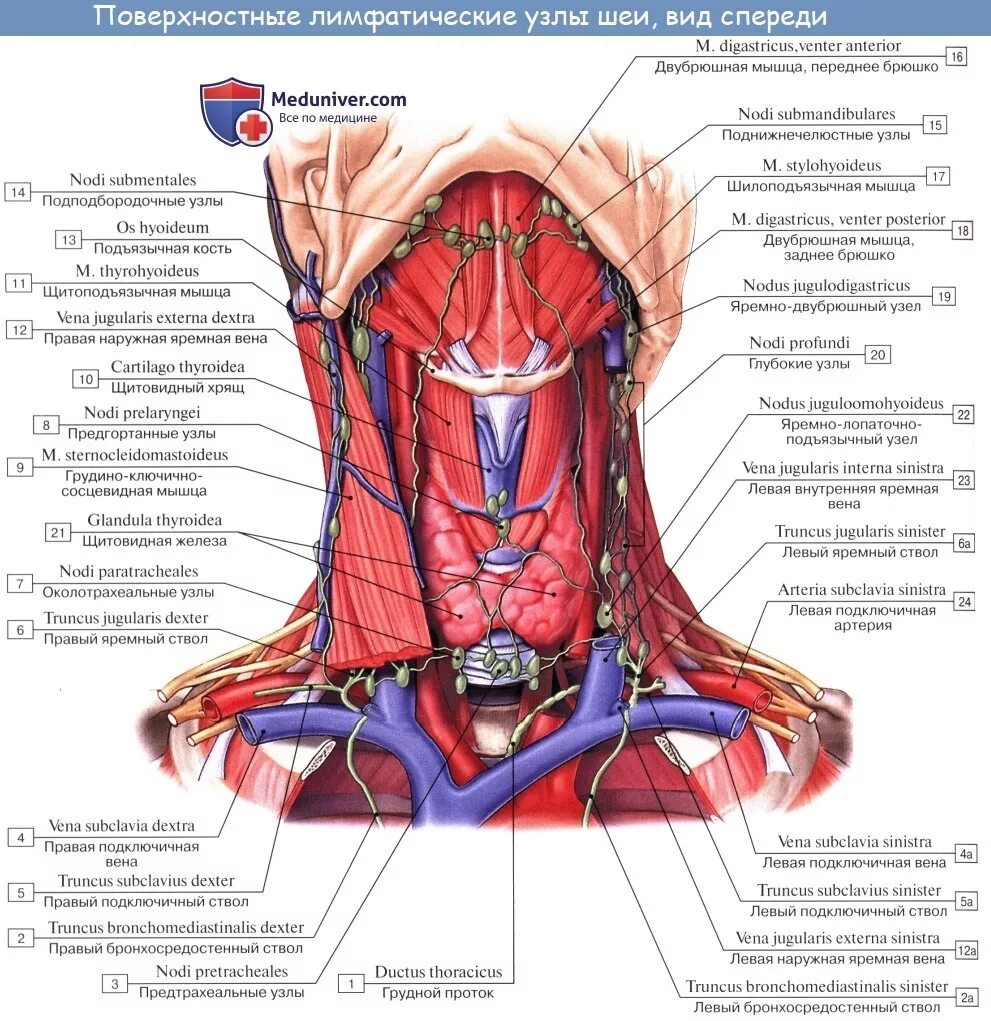 Расположение лимфоузлов на шее спереди схема Анатомия: Лимфатические узлы и сосуды шеи. Топография, строение, расположение ли