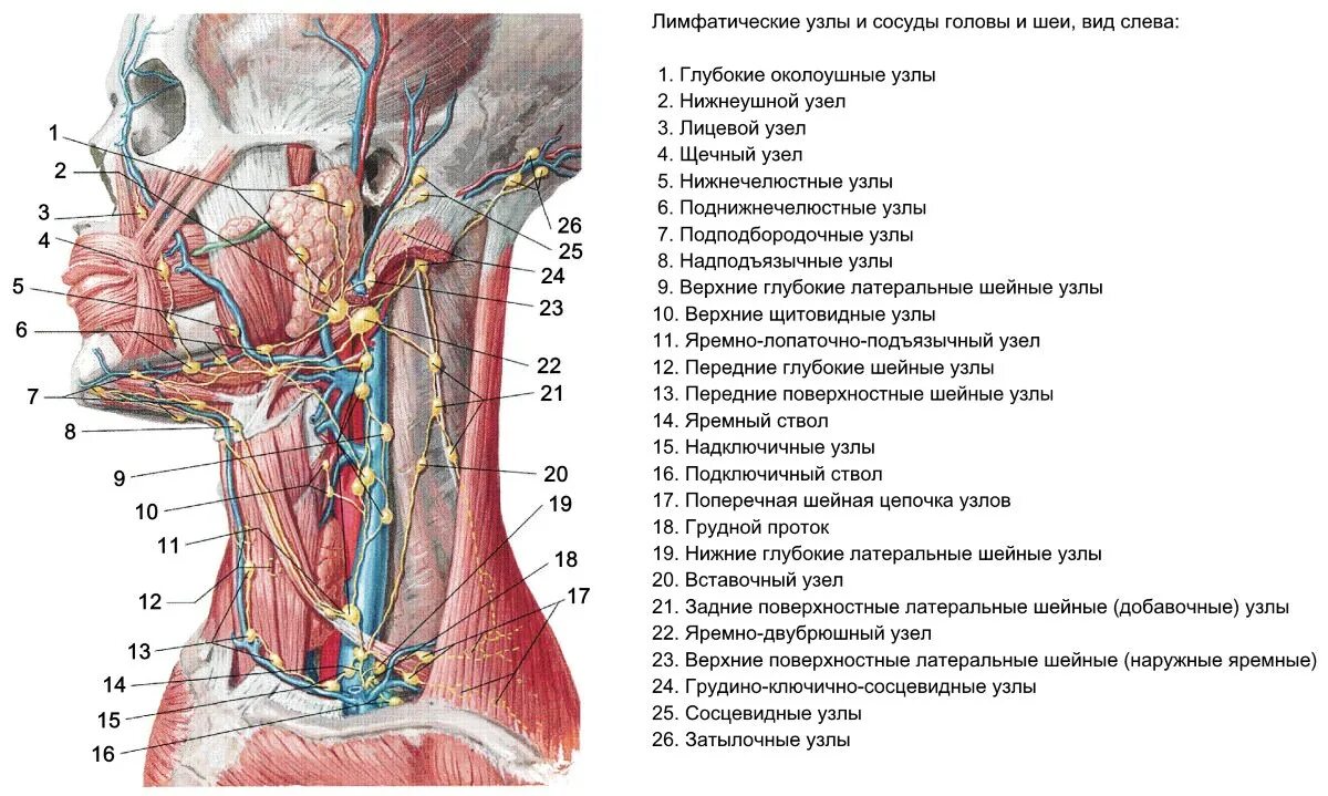 Расположение лимфоузлов на шее спереди схема Лимфатический узел под челюстью: найдено 76 изображений