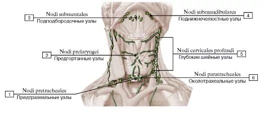 Расположение лимфоузлов на шее спереди схема ЛИМФОИДНАЯ СИСТЕМА (ОРГАНЫ КРОВЕТВОРЕНИЯ И ИММУННОЙ СИСТЕМЫ)