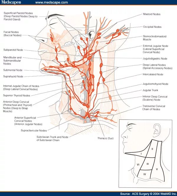 Расположение лимфоузлов на шее спереди схема Figures