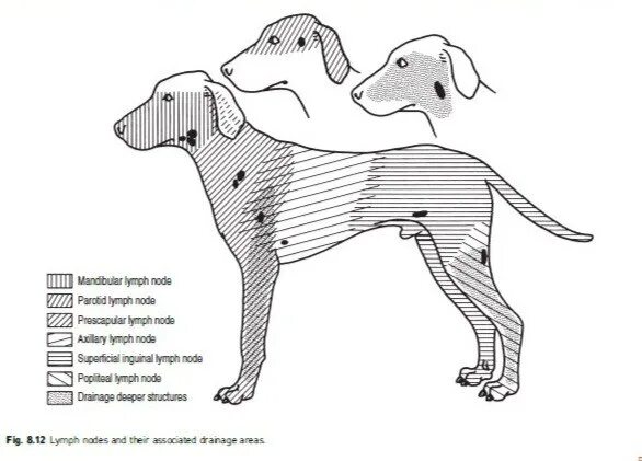 Расположение лимфоузлов у собаки схема Лимфатические узлы собаки и области, откуда они собирают лимфу 2018 Ветеринарная