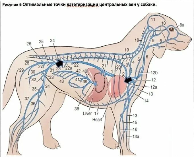 Расположение лимфоузлов у собаки схема Специализированное научно-практическое издания для ветеринарных врачей и студент