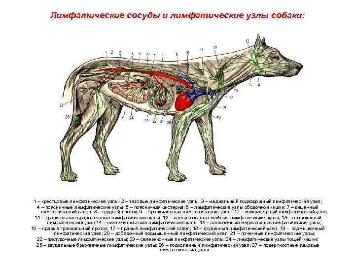 Расположение лимфоузлов у собаки схема АНАТОМИЯ СОБАКИ. Система органов лимфообращения. Лимфатическая система является 