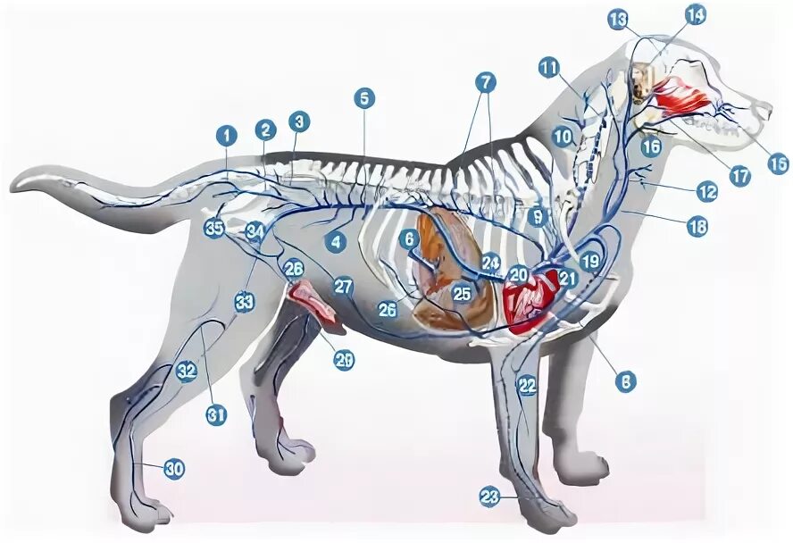 Расположение лимфоузлов у собаки схема Картинки ЛИМФАТИЧЕСКАЯ СИСТЕМА СОБАКИ