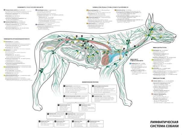 L-6 Lymphatic System and Defense Mechanism (Immune Response) - ppt video online 