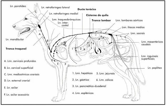 Расположение лимфоузлов у собаки схема Pin em Imagens