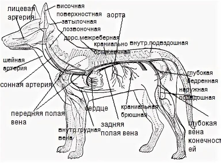 Расположение лимфоузлов у собаки схема Где у собаки лимфоузлы: найдено 76 изображений