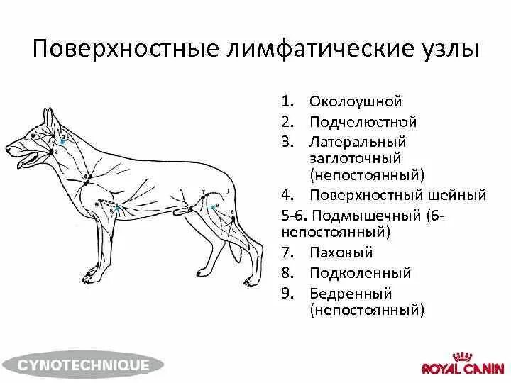 Расположение лимфоузлов у собаки схема Увеличены лимфоузлы у собаки: найдено 90 картинок