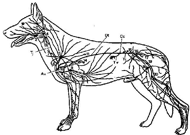 Расположение лимфоузлов у собаки схема Органы имунной системы кошек и собак " Страница 5 " Привет Студент!