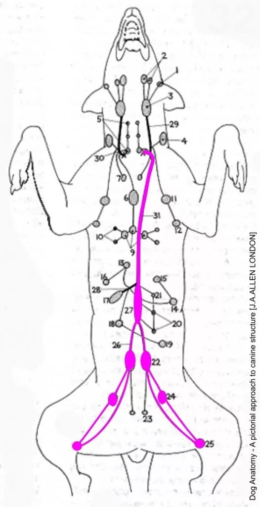 Расположение лимфоузлов у собаки схема Введение