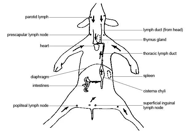 Расположение лимфоузлов у собаки схема File:Anatomy and physiology of animals Circulation of lymph w major lymph nodes.