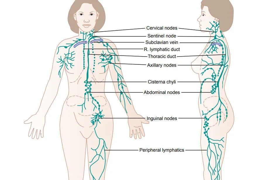 Расположение лимфоузлов в паху у мужчин схема Lymph Channels of the Body