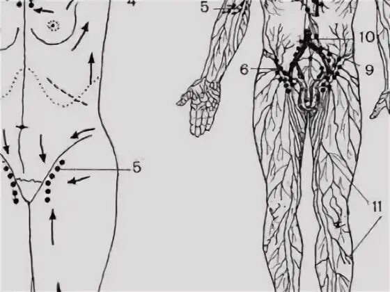 Расположение лимфоузлов в паху у мужчин схема Поддержание иммунитета у пожилых