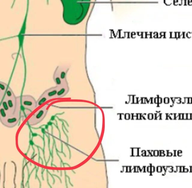 Расположение лимфоузлов в паху у мужчин схема Что это может быть? , на днях нащупал шарик, похоже что на вену , сам MedAboutMe