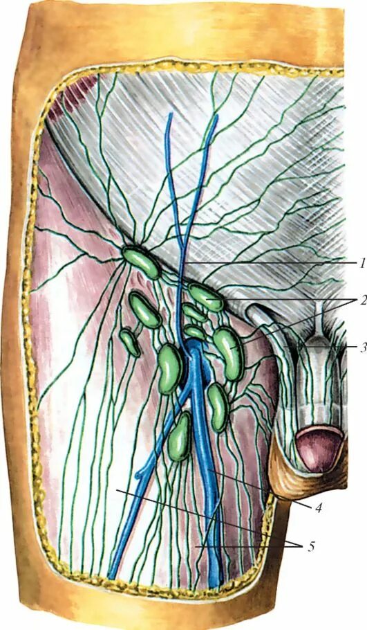 Расположение лимфоузлов в паху у мужчин схема 107. Лимфососуды и регионарные лимфоузлы нижних конечностей.
