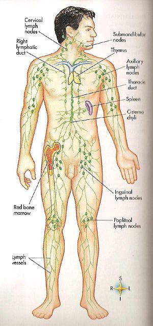 Расположение лимфоузлов в паху у мужчин схема Pin auf Health