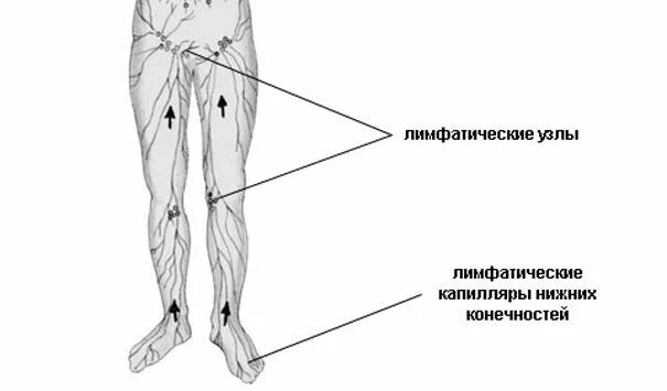 Расположение лимфоузлов в паху у женщин схема Воспаление лимфоузлов в паху лечение - найдено 89 картинок