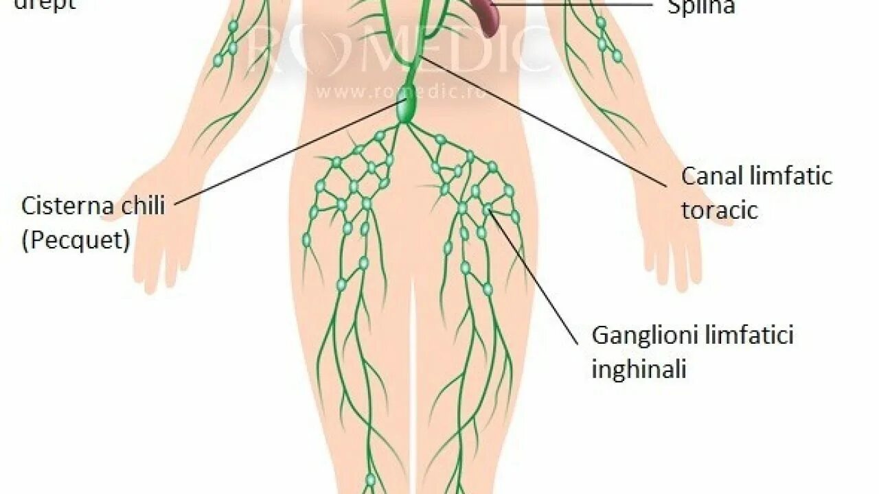 Расположение лимфоузлов в паху у женщин схема Лимфоузел в паху форум: найдено 87 изображений